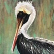 Brown Pelican Poster