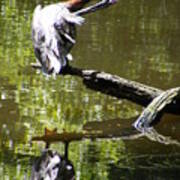 Brown Pelican On A Log Cleaning Its Feathers Poster