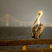 Brown Pelican On St. Simons Island Pier Poster