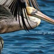 Brown Pelican Says I Can Go Anywhere Poster