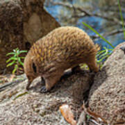 Bruny Island Echidna Poster