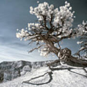 Bryce Canyon Infrared Tree Poster