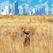Buck And The Denver Skyline Poster