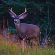Buck Deer In The Woods Poster