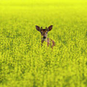 Buck In Canola Poster