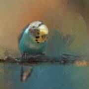 Budgie In The Morning Light Poster