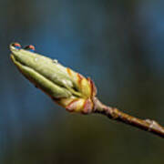 Buds With Water Drops Poster