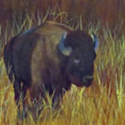 Buffalo Grazing Poster