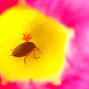 Bug In Pink And Yellow Flower Poster