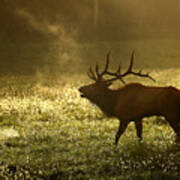 Bugling Elk In November Sunrise Poster