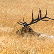 Bull Elk Bedded Down Poster