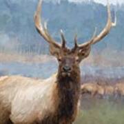 Bull Elk By The River Poster