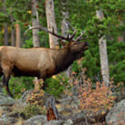 Bull Elk In The Fall Rut Poster