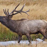 Bull Elk In Yellowstone Poster