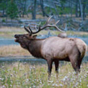 Bull Elk Next To River Poster