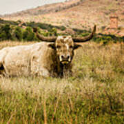 Bull Longhorn Poster