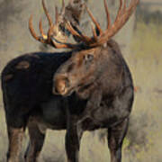 Bull Moose Grand Tetons Poster