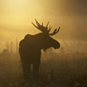 Bull Moose In Fog Poster
