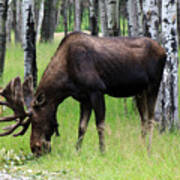 Bull Moose In The Woods Poster