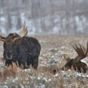 Bull Moose Winter Wandering Poster