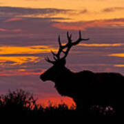 Bull Tule Elk Silhouetted At Sunset Poster