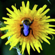 Bullseye Bumblebee Dandelion Poster