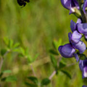 Bumble Bee And Milk-vetch Poster