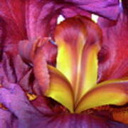 Burgundy Iris Poster