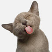 Burmese Kitten Lick Poster