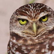 Burrowing Owl Poster