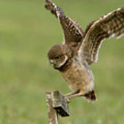 Burrowing Owl - Learning To Fly Poster