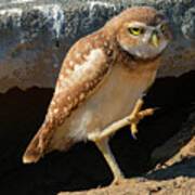 Burrowing Owl March Poster