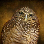 Burrowing Owl Poster