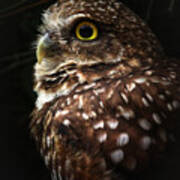 Burrowing Owl Protrait Poster
