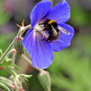Busy Bee On A Blue Geranium Poster