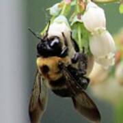 Busy Bee On Blueberry Blossom Poster