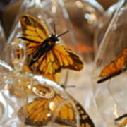 Butterflies And Glass Ii Poster