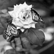 Butterflies And Rose Black And White Poster