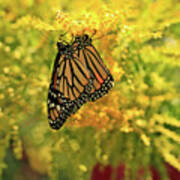 Butterflies On Yellow Goldenrod Photo Poster