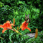Butterfly And Canna Lilies Poster