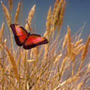 Butterfly Fields Of Grain Red Poster