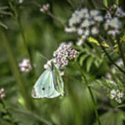 Butterfly In Green #g6 Poster