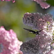Butterfly In The Lilacs Poster