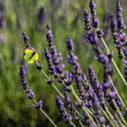 Butterfly N Lavender Poster