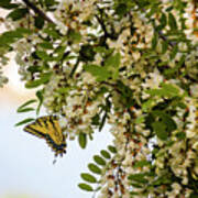 Butterfly On A Flowering Tree Poster