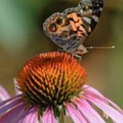 Butterfly On Coneflower 2 Poster