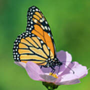 Butterfly On The Flower 3 Poster