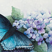 Butterfly On The Hydrangea Poster