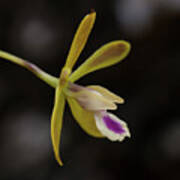 Butterfly Orchid #1 Poster