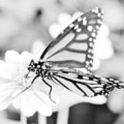 Butterfly Wings 6 - Black And White Poster